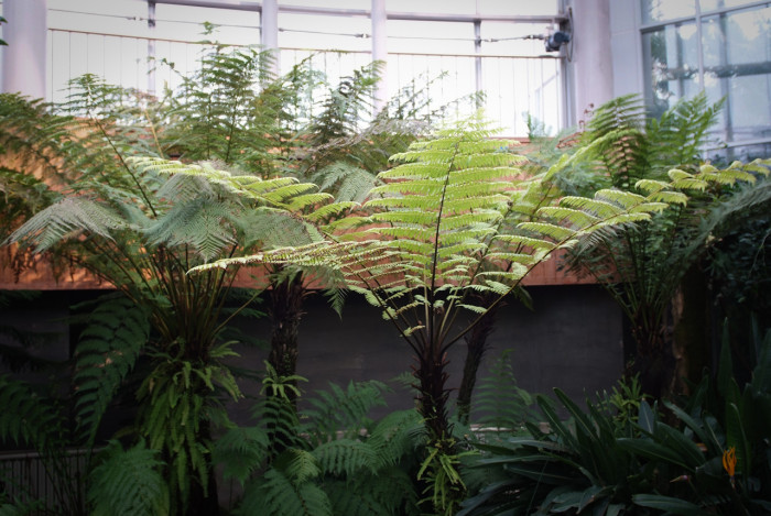 해고 - Cyathea spinulosa Wall ex HOOK