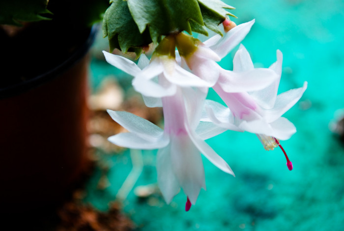 게발선인장 - Christmas cactus, Schlumbergera spp.