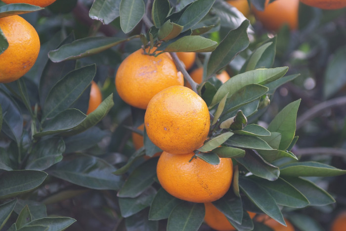 귤나무 -  , Citrus unshiu S.Marcov.