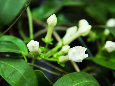 마다가스카르자스민 사진 - Stephanotis floribunda Photos