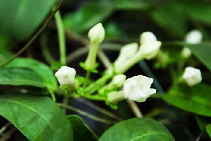 마다가스카르자스민 - Madagascar Jasmine, Stephanotis floribunda