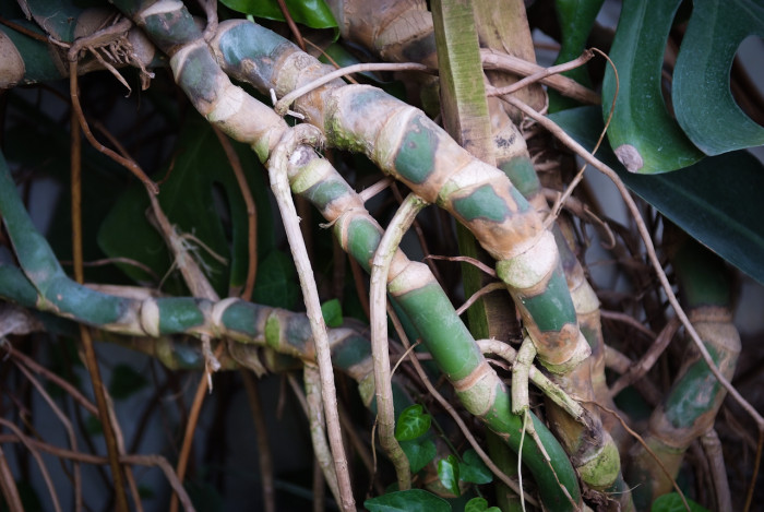 몬스테라 - Monstera deliciosa Liebm., Philodendron cordatum