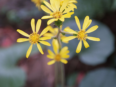 털머위 사진 - Farfugium japonicum (L.) Kitam. Photos