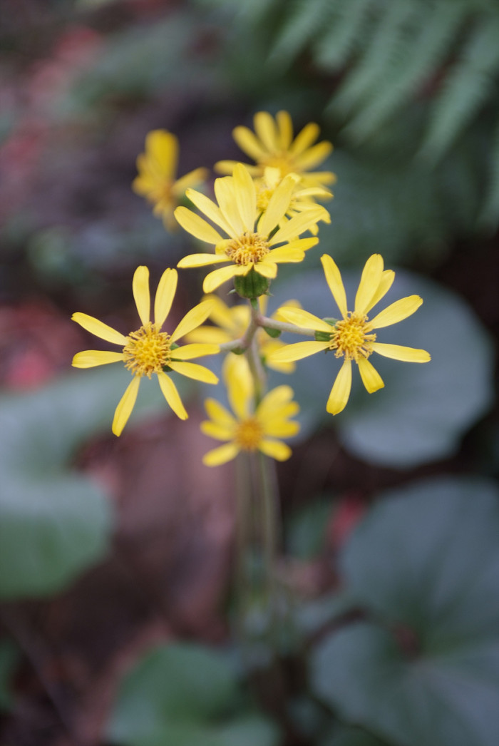 털머위 - Farfugium japonicum (L.) Kitam.