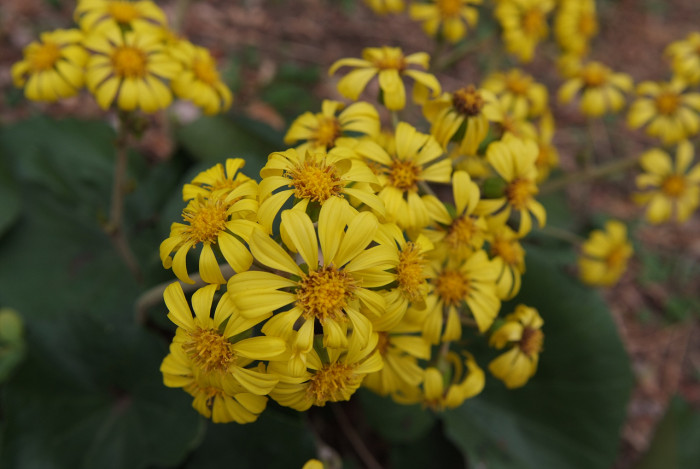 털머위 - Farfugium japonicum (L.) Kitam.
