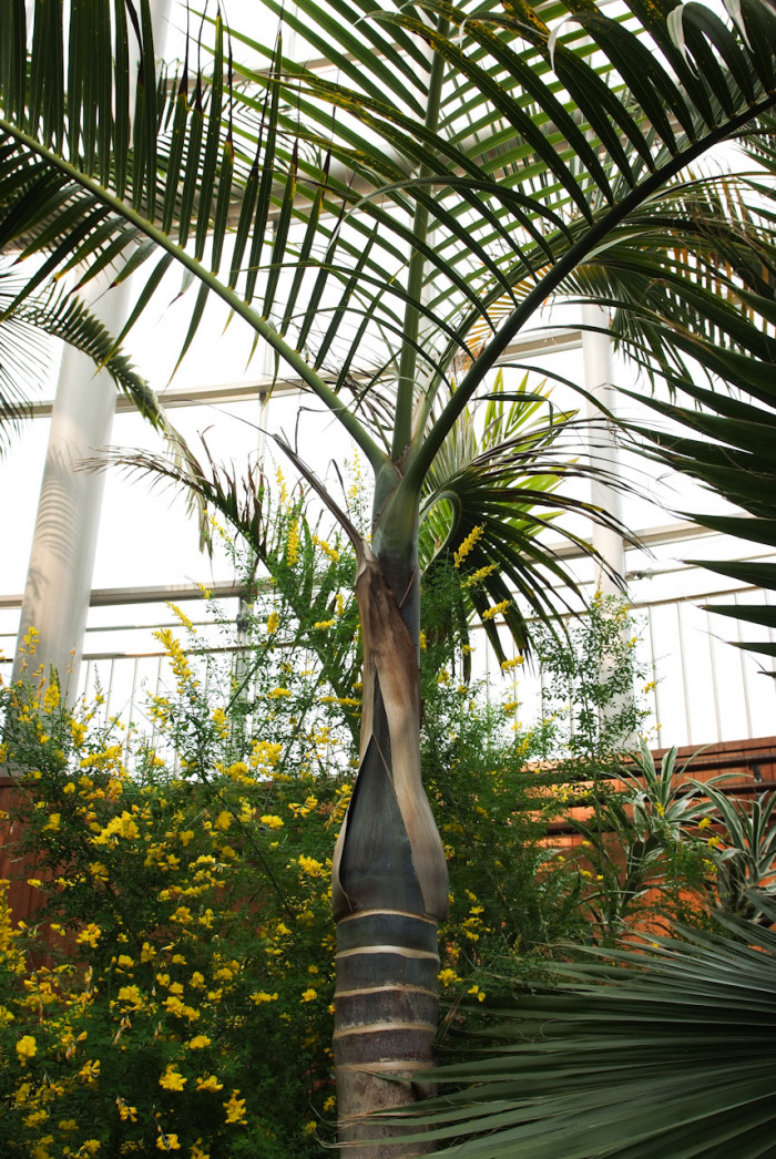 삼각야자 - Triangle Palm, Dypsis decaryi, Neodypsis decaryi jumelle