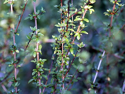백정화 사진 - Serissa japonica Thunb. Photos