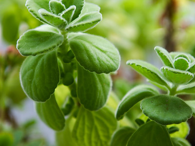 장미허브 사진 - Plectranthus tomentosa Photos