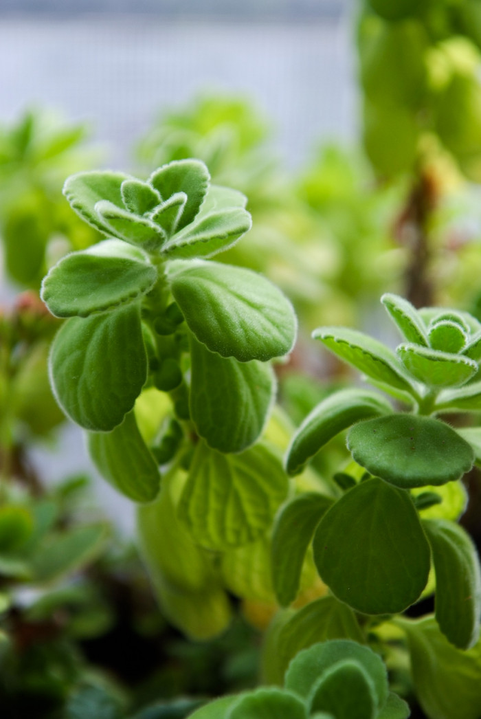 장미허브 - Vicks plant, Plectranthus tomentosa