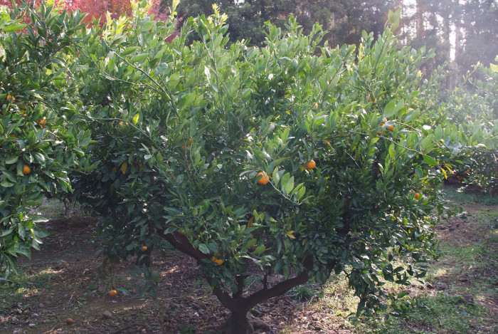 귤나무 -  , Citrus unshiu S.Marcov.