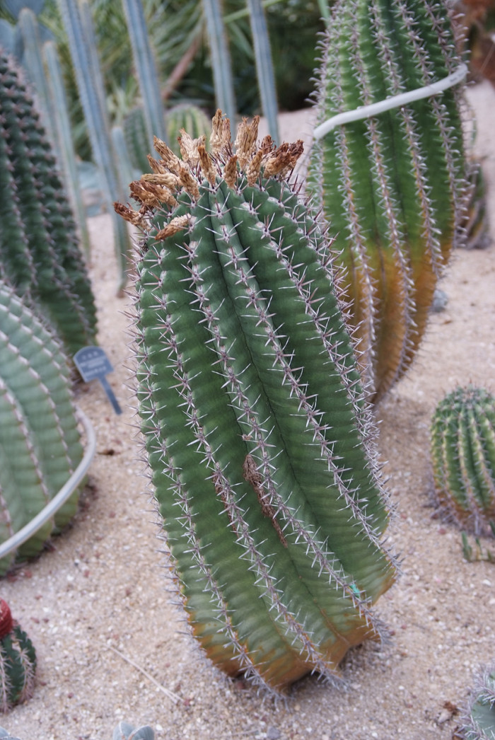 거취옥 - Fishhook Cactus, Ferocactus horridus BR. & R.