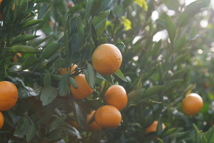 귤나무 -  , Citrus unshiu S.Marcov.