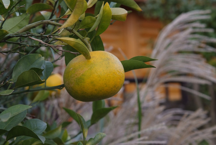 귤나무 -  , Citrus unshiu S.Marcov.