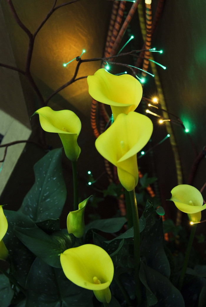 칼라 - calla, Zantedeschia aethiopica