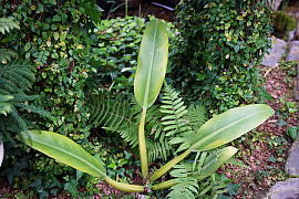 필로덴드론 카니폴리움 - Philodendron cannifolium Mart.ex Kunth