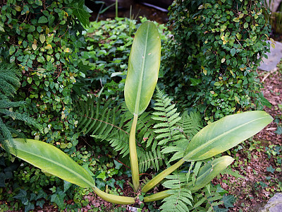 필로덴드론 카니폴리움 사진 - Philodendron cannifolium Mart.ex Kunth Photos