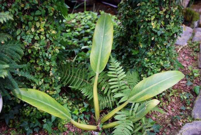 필로덴드론 카니폴리움 - Flask Philodendron, Philodendron cannifolium Mart.ex Kunth