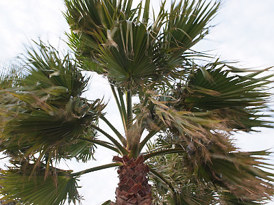 워싱턴야자 사진 - Washingtonia filifera Photos
