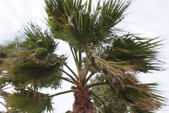 워싱턴야자 - Washington palm, California Fan Palm, Washingtonia filifera