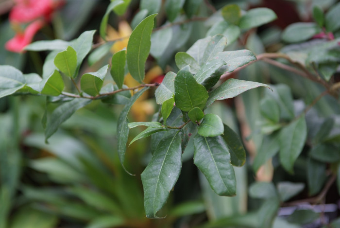 미키마우스트리 - Mickey Mouse bush, Small-leaved plane, Carnival bush, Ochna serrulata