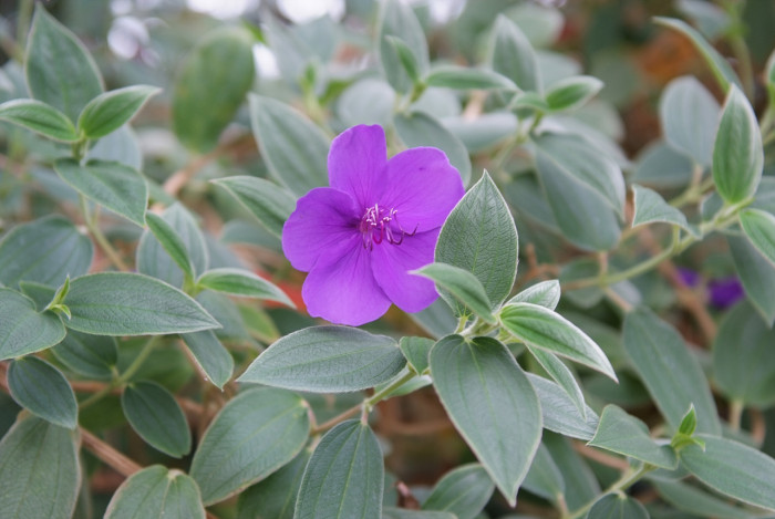 티보치나 - Glorybush, Princessflower, Tibouchina urvilleana (DC.) Cogn.