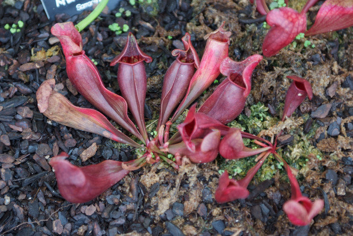 사라세니아 - rubra, Sarracenia