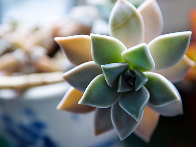 에케베리아프리티 사진 - Echeveria pretty Photos