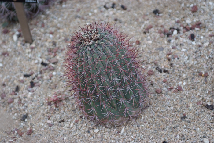 자천지 - Gymnocalyclum mazanense