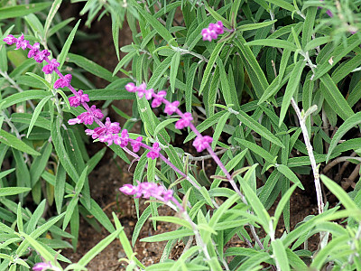 멕시칸세이지 사진 - Salvia leucantha Photos