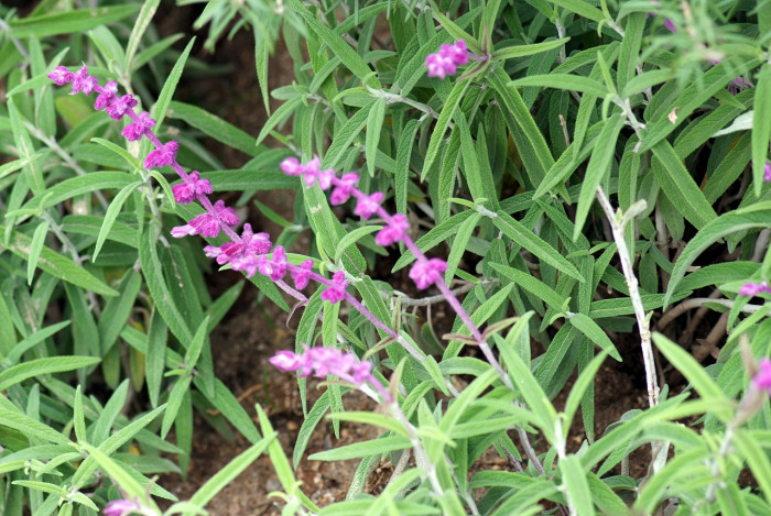멕시칸세이지 - Mexican sage, Salvia leucantha
