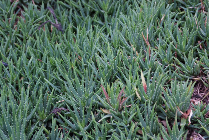 불사조 - Aloe mitriformis