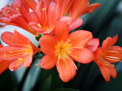 군자란 사진 - Clivia miniata Regel Photos