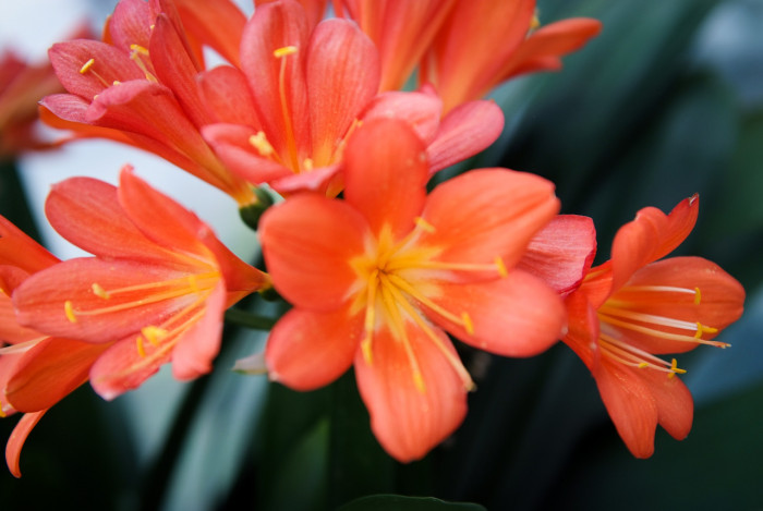 군자란 - Clivia miniata Regel