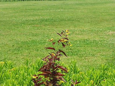 좁쌀풀 사진 - Lysimachia vulgaris var. davurica (Ledeb.) R.Kunth Photos