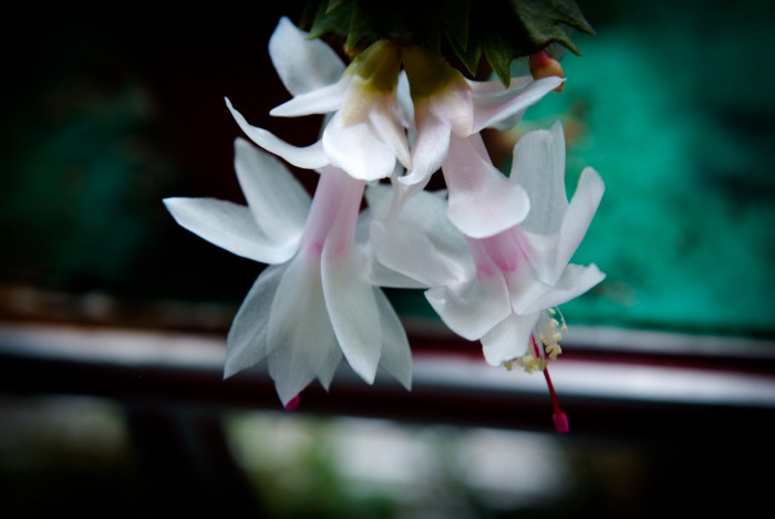 게발선인장 - Christmas cactus, Schlumbergera spp.