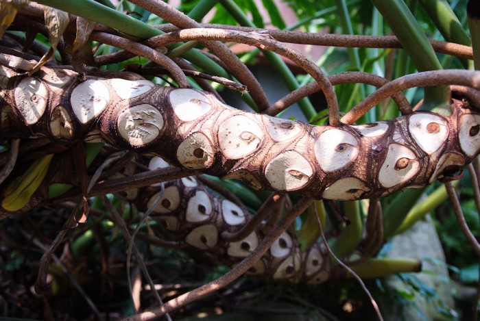필로덴드론 셀로움 - Selloum philodendron, Philodendron bipinnatifidum