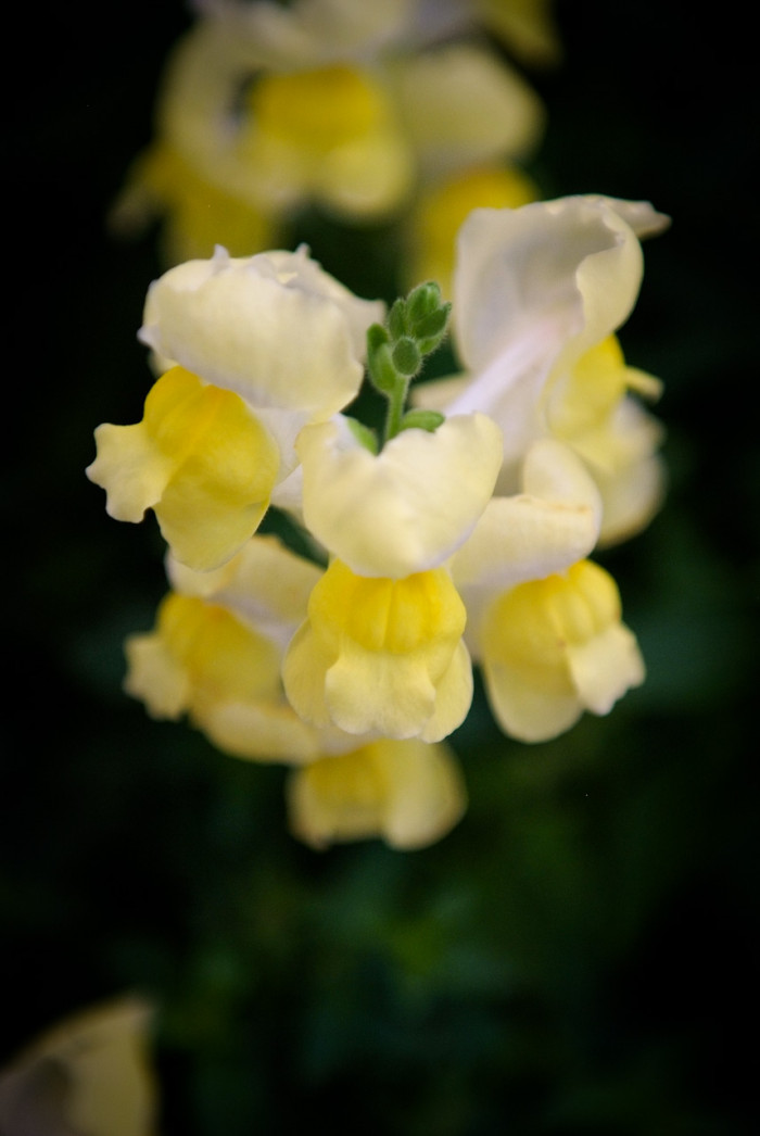 금어초 - snapdragon, Antirrhinum majus