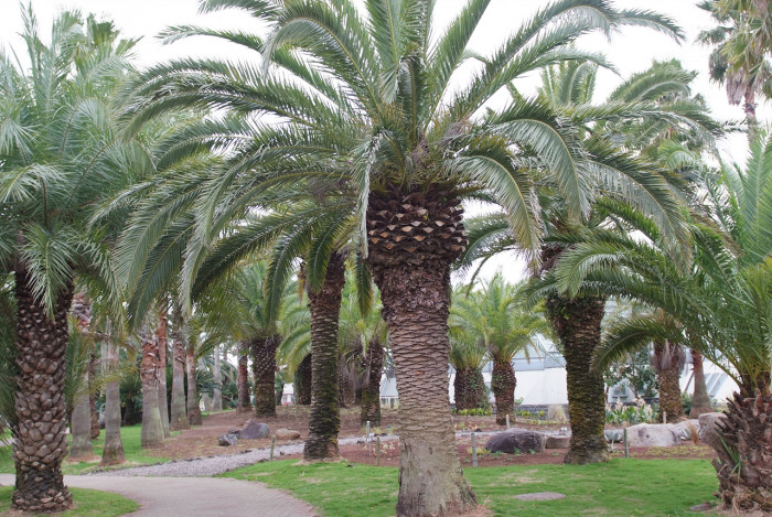 카나리아야자 - Canary Island date palm, Pineapple palm, Phoenix canariensis