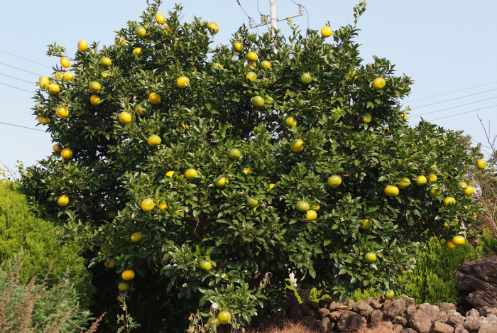 귤나무 -  , Citrus unshiu S.Marcov.