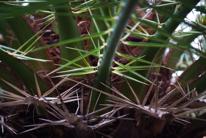 카나리아야자 - Canary Island date palm, Pineapple palm, Phoenix canariensis