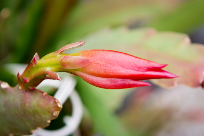 공작선인장 - Epiphyllum spp.