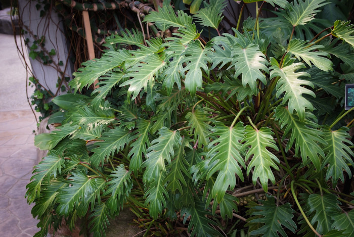 필로덴드론 셀로움 - Selloum philodendron, Philodendron bipinnatifidum