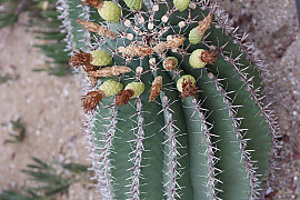 거취옥 - Ferocactus horridus BR. & R.