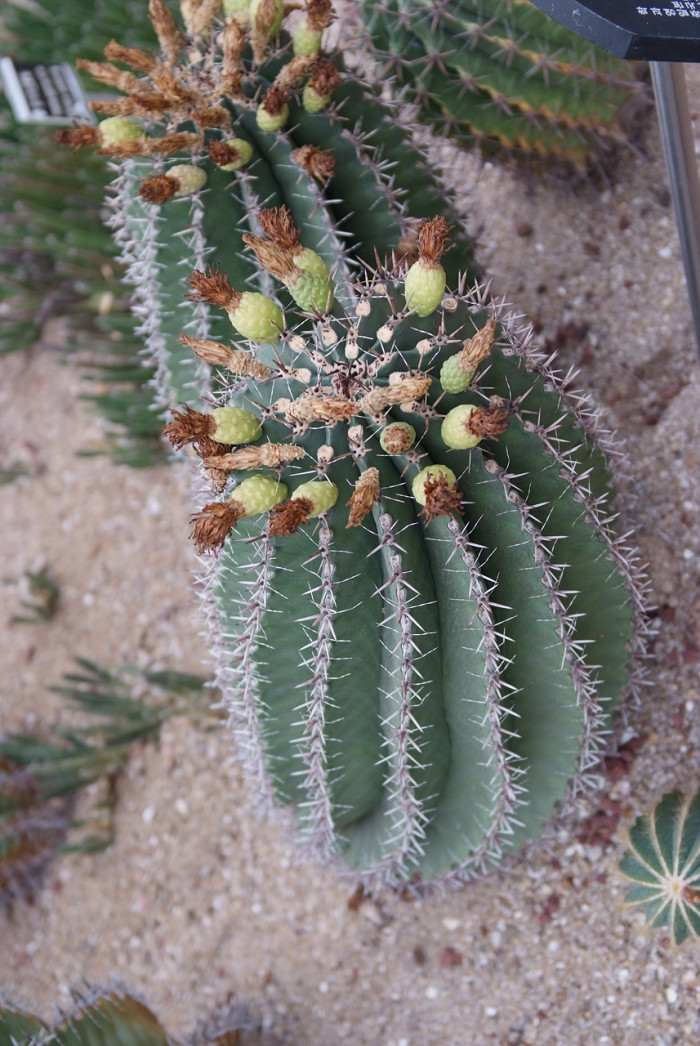 거취옥 - Fishhook Cactus, Ferocactus horridus BR. & R.