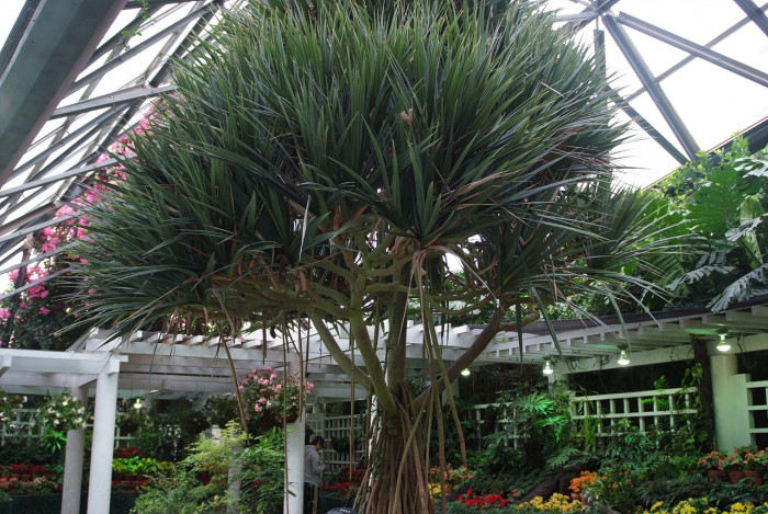 판다누스 - Common screwpine, Pandanus utilis Bory