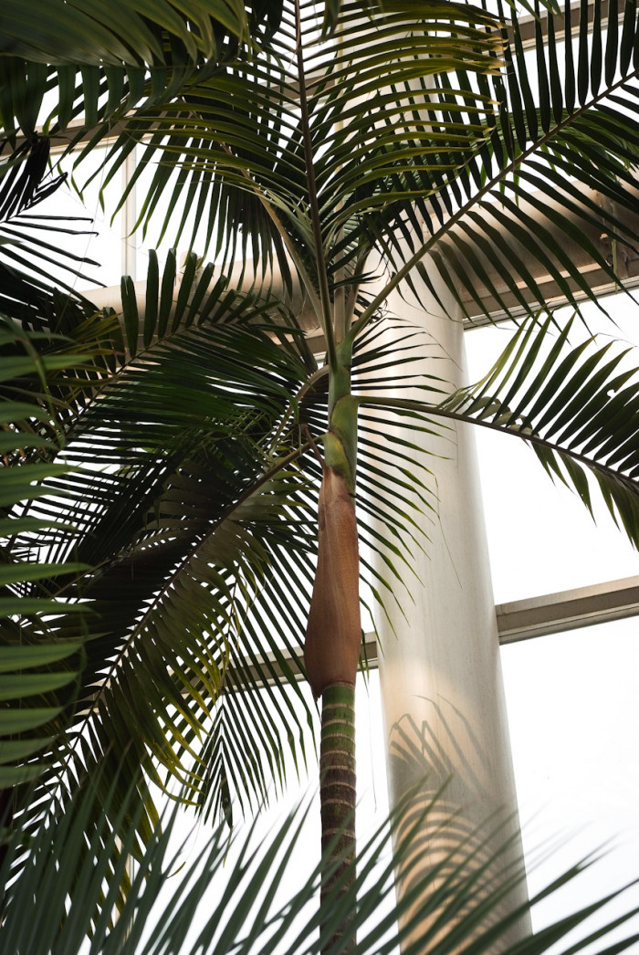 대왕야자 - Cuban royal palm, Florida royal palm, Roystonea regia