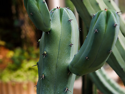 용신목 사진 - Myrtillocactus geometrizans Photos