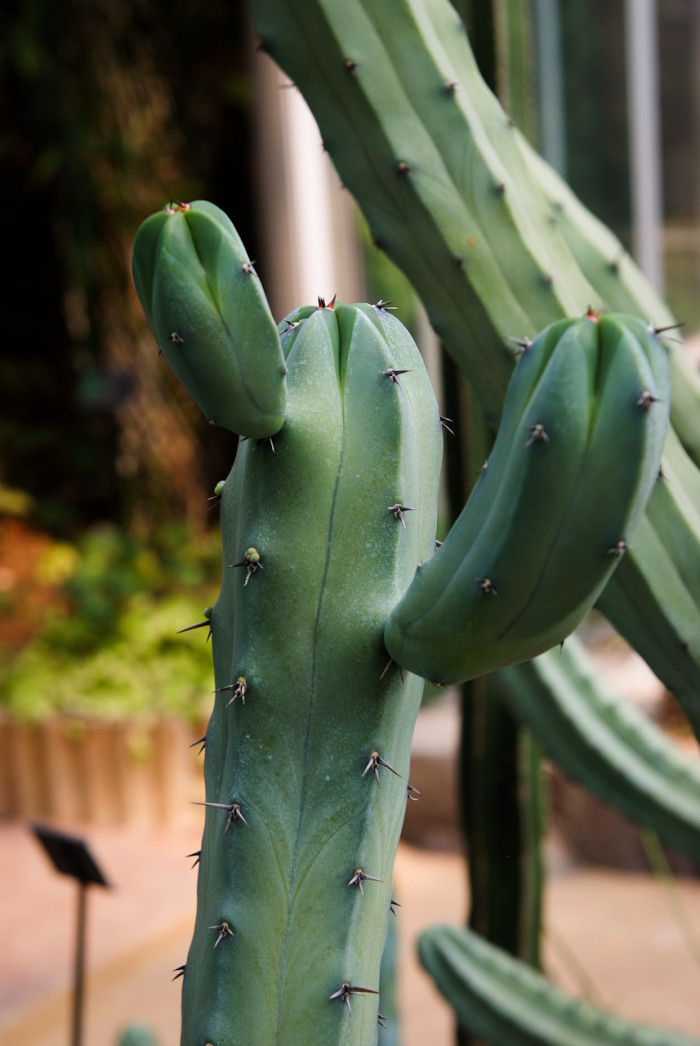 용신목 - Dragon god tree, Myrtillocactus geometrizans