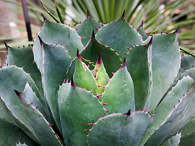 뇌광 사진 - Agave potatorum Zucc. Photos