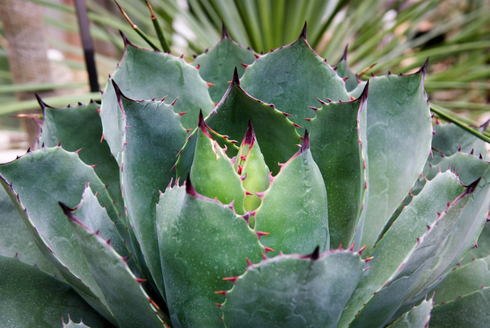 뇌광 - Agave scolymus,Agave verschaffletii, Agave potatorum Zucc.